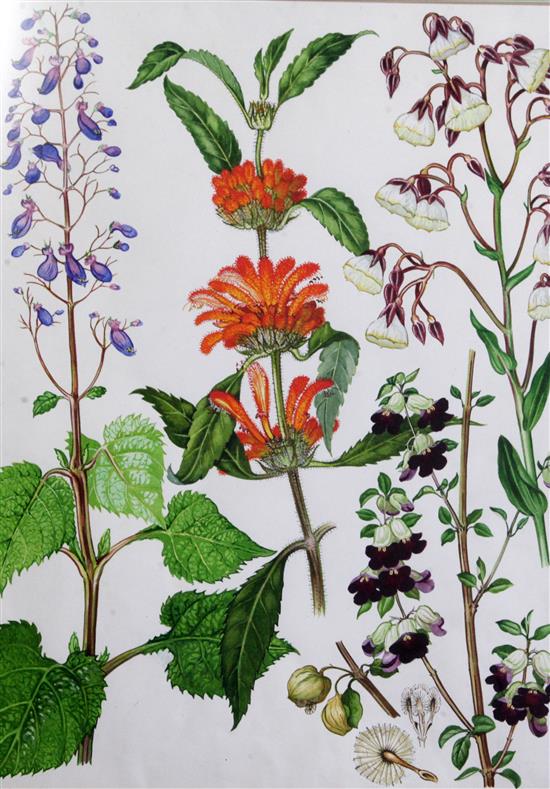 Barbara Mary Steyning Everard (1910-1990) four original designs for Wild Flowers of the World (plates 17, 43, 49 and 63) 17 x 13in.